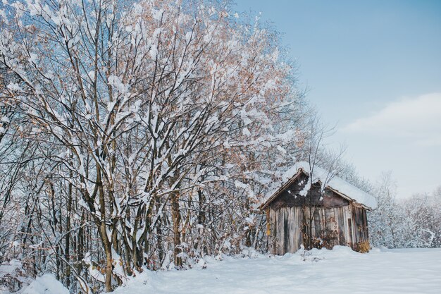 Antiguo granero de madera en un campo cubierto de árboles y nieve bajo la luz del sol durante el día