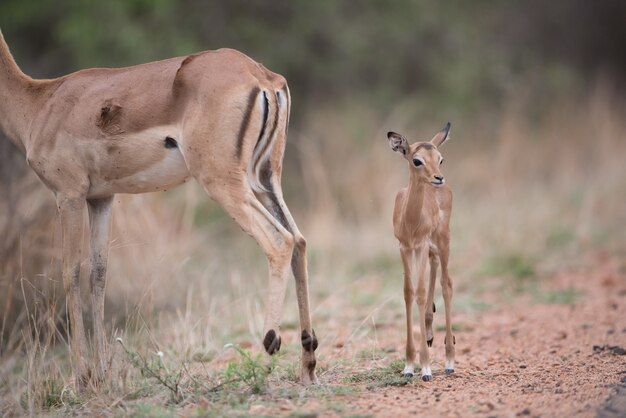 Antílope bebé caminando junto con antílope madre