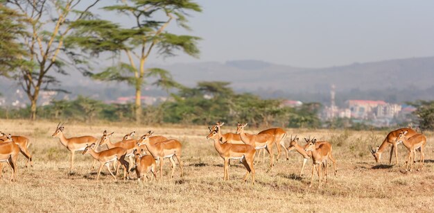 Antílope en Kenia, África