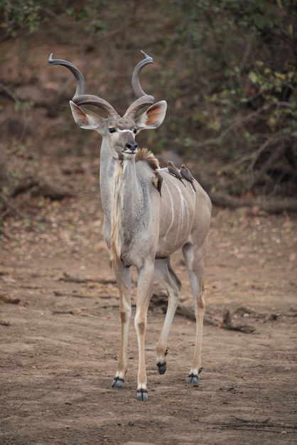 Foto gratuita antílope kudu con pajaritos en la espalda