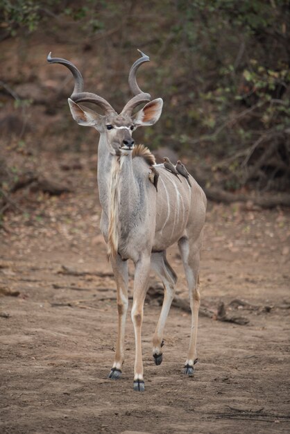 Antílope Kudu con pajaritos en la espalda