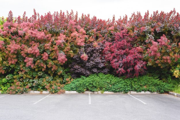 Aparcamiento fuera de la pared del árbol