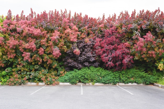 Aparcamiento fuera de la pared del árbol