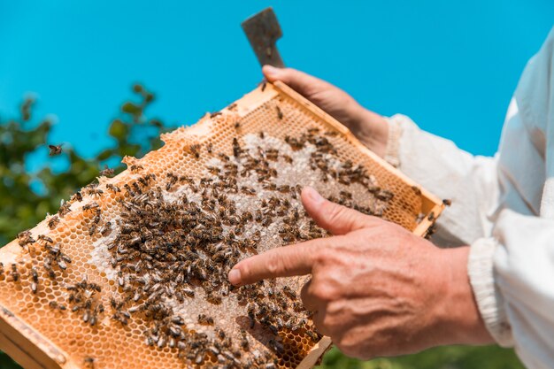 Apicultor con colmenas de abejas con miel. Foto de alta calidad