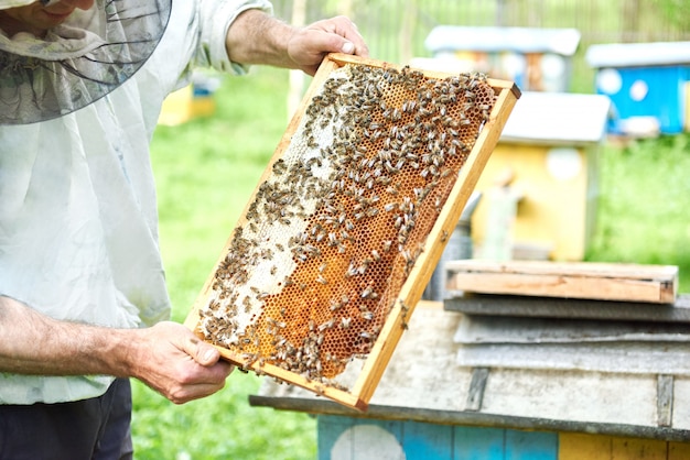 Apicultor profesional que trabaja con abejas con panal de una colmena.