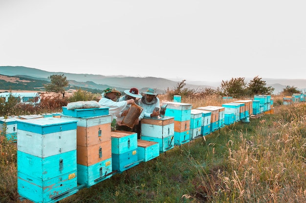 Apicultores recogiendo la cosecha de las colmenas de abejas