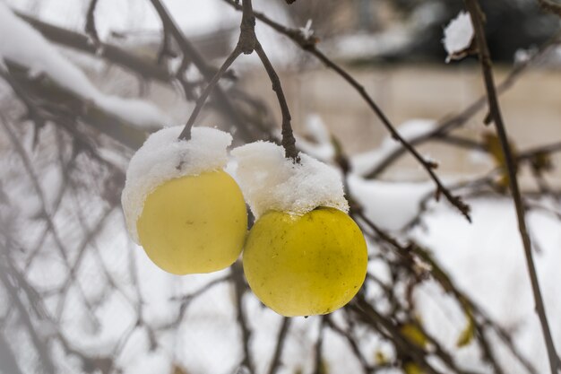 Apple pesa sobre las ramas en la nieve, el comienzo del invierno