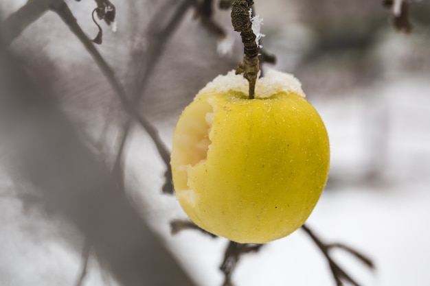 Apple pesa sobre las ramas en la nieve, el comienzo del invierno