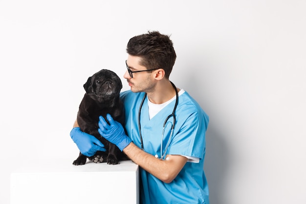 Apuesto joven médico veterinario rascarse lindo pug negro, acariciar a un perro, de pie en matorrales sobre fondo blanco.