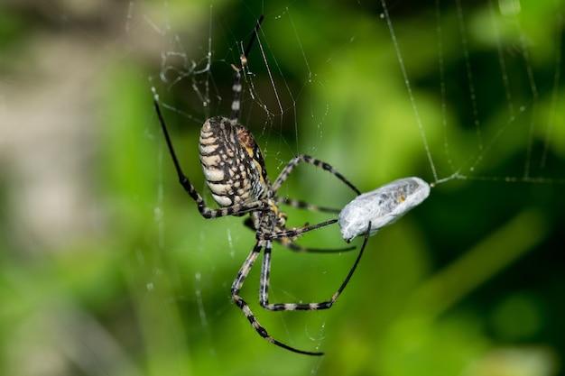 Araña Argiope con bandas (Argiope trifasciata) en su web a punto de comerse su presa, una comida de mosca