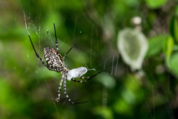 Araña Argiope con bandas en su web a punto de comerse a su presa, con fondo de saco de huevos