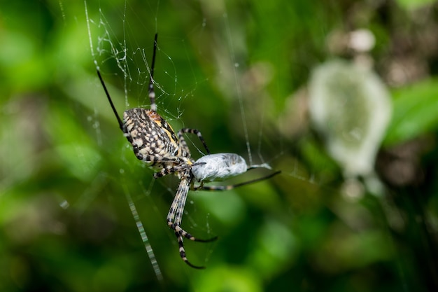 Araña Argiope con bandas en su web a punto de comerse su presa, con saco de huevos