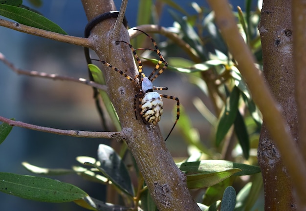 Araña Argiope lobulada en las ramas de un olivo