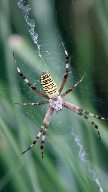 Araña avispa / araña tigre