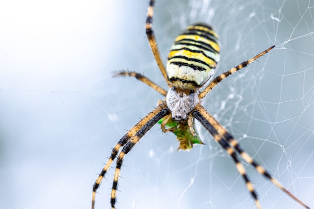 Araña avispa Argiope bruennichi raya negra y amarilla en la web.