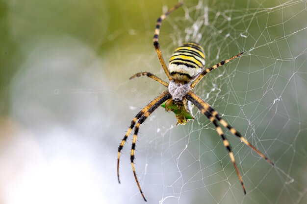 Araña avispa Argiope bruennichi raya negra y amarilla en la web.