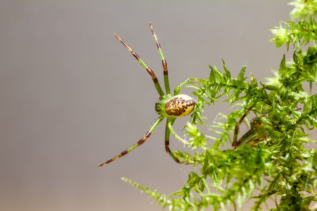 Araña colorida en planta de cerca