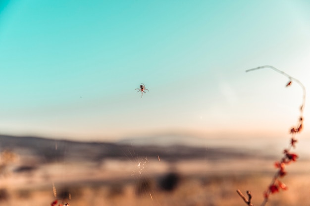 Una araña creando así en la naturaleza.