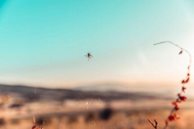 Una araña creando así en la naturaleza.