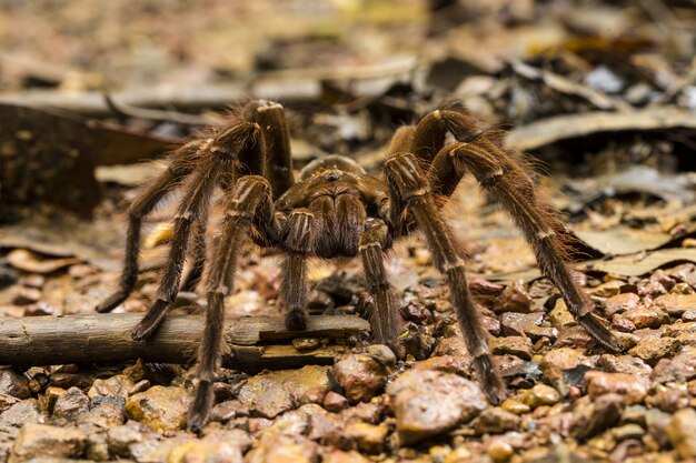 Araña devoradora de pájaros goliat, Theraphosa blondi