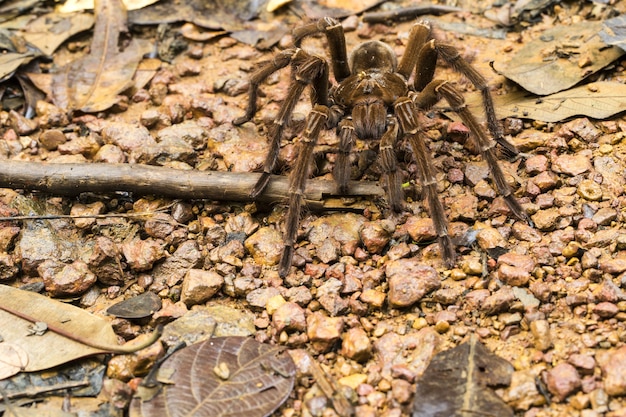 Araña devoradora de pájaros goliat, Theraphosa blondi