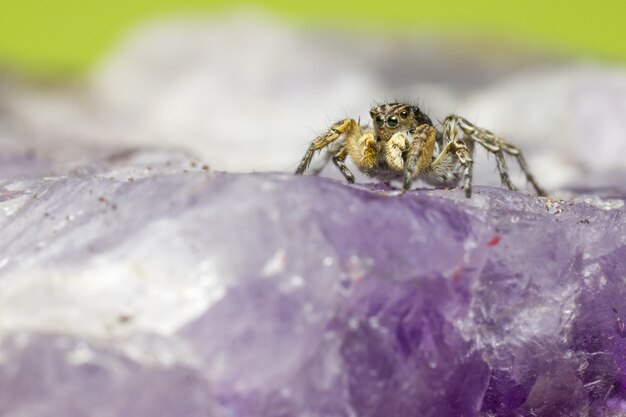 Araña marrón sobre flor morada