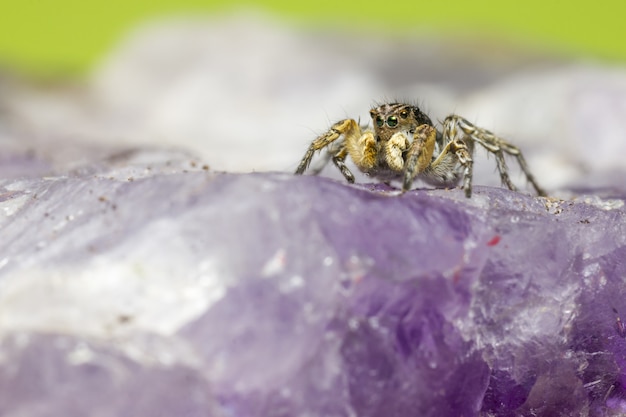 Araña marrón sobre flor morada