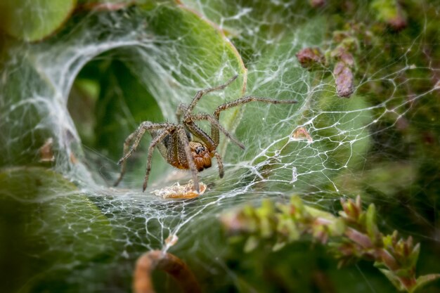 Araña marrón en tela de araña cerrar