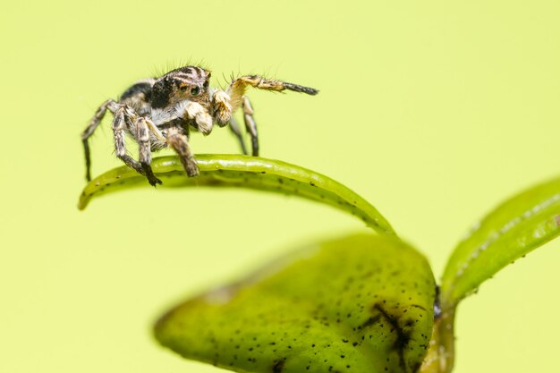 Araña negra y marrón en hoja verde