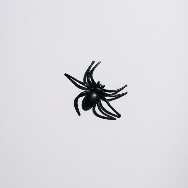 Araña negra puesta en medio