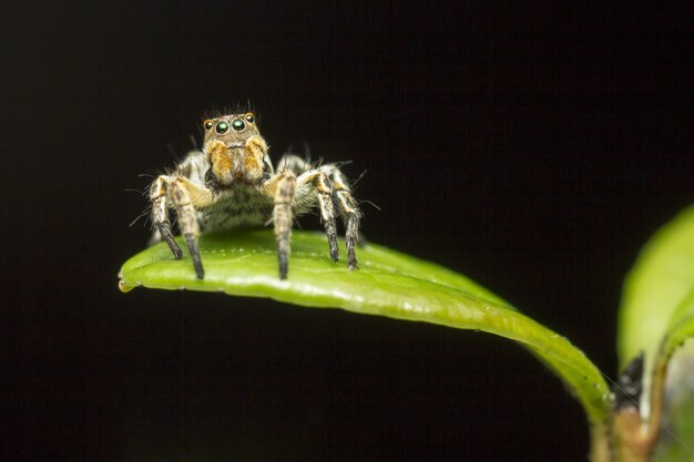 Araña peluda sentada en la hoja