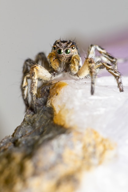 Araña saltadora marrón y blanca sobre roca blanca