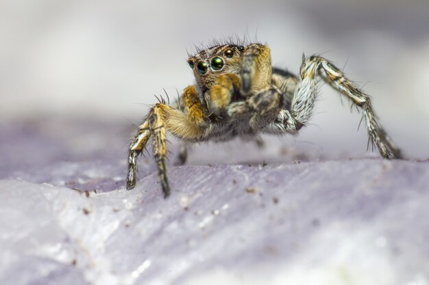 Araña saltadora marrón y negra sobre superficie blanca