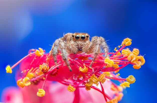 Araña saltarina en la naturaleza