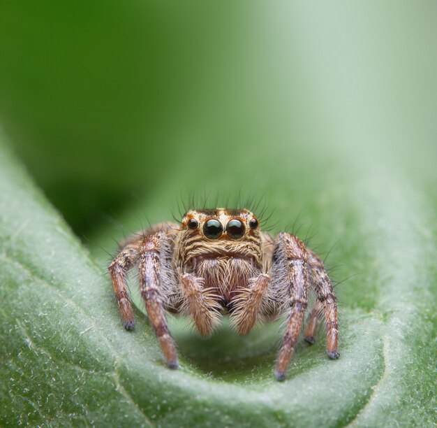 Araña saltarina en la naturaleza