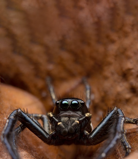 Araña saltarina en la naturaleza