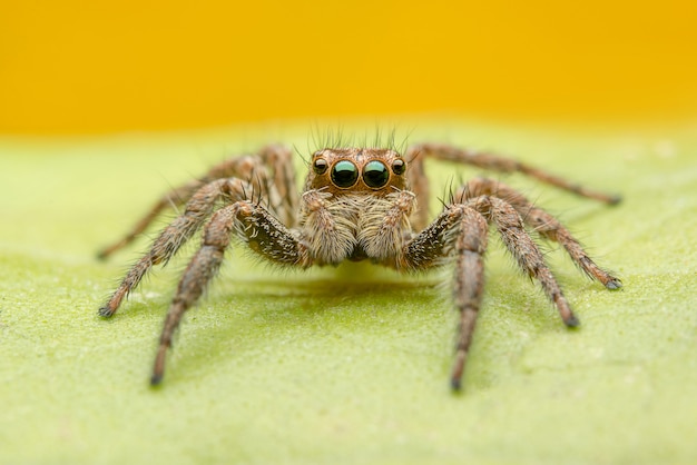 Foto gratuita araña saltarina