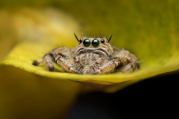 Foto gratuita araña saltarina