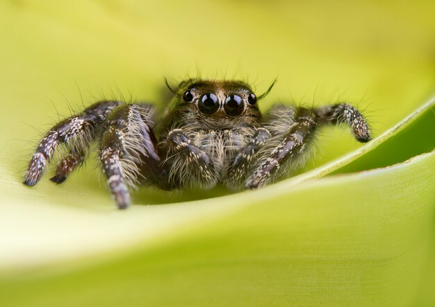 Araña saltarina