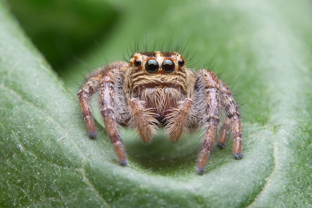 Araña saltarina