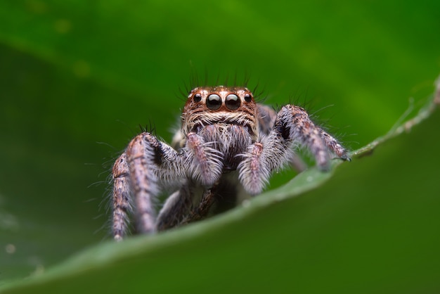 Foto gratuita araña saltarina