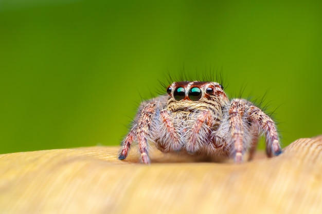 Araña saltarina