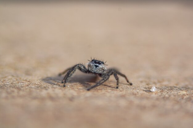 Araña saltarina