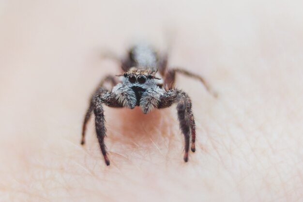 Araña saltarina