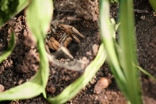 Araña de tarántula en su agujero, de cerca.