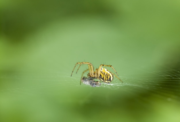 Araña