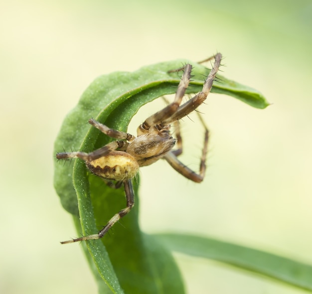 Araña