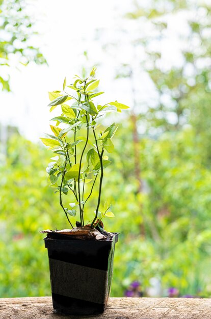 Los arándanos plantan plántulas en una maceta de plástico con suelo natural.