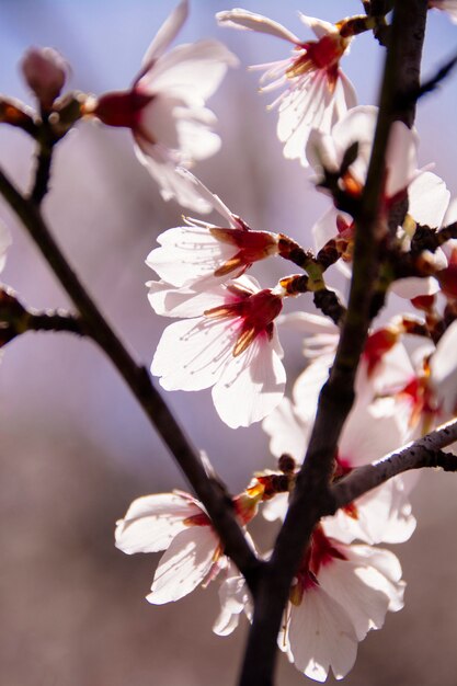 Arbol de almendras