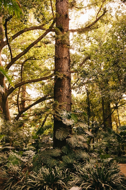 árbol alto en bosque